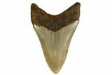 Serrated, Fossil Megalodon Tooth - North Carolina #160495-1